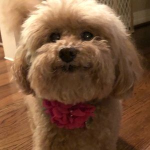 Meet your Posher, Meg